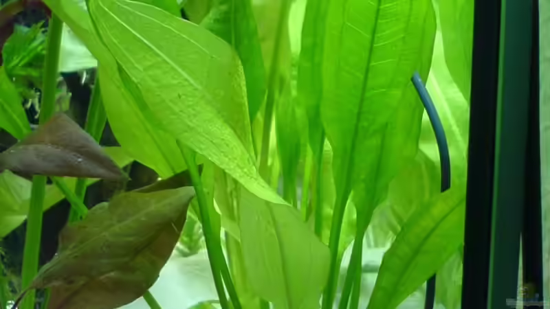 E.amazonicus von Oliver Röder (6)