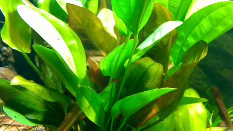 e kleiner bär von jobreuer (6)