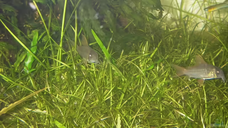 E.tenellus von JMB (5)