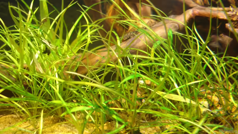 e tenellus von jobreuer (3)