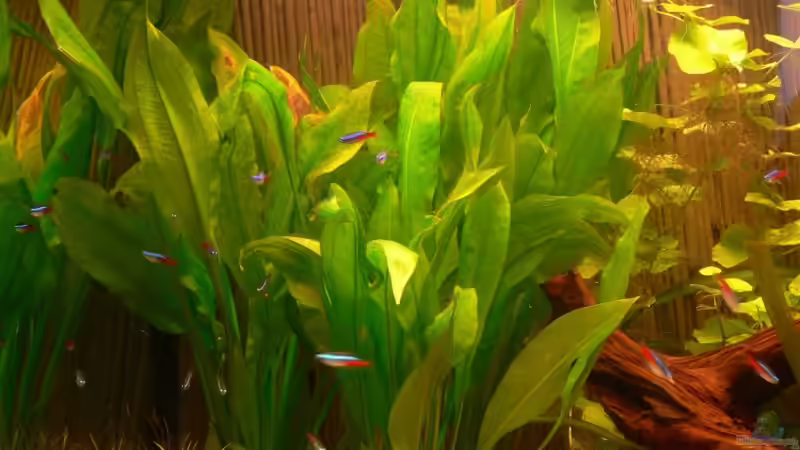 E100 von Lexterpower (9)