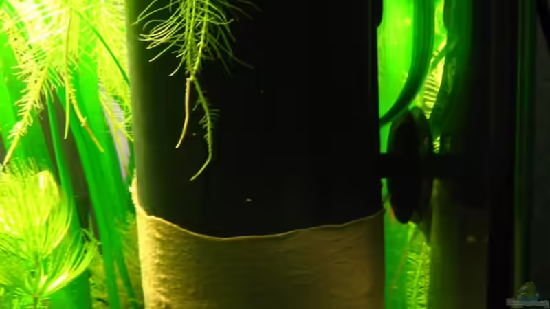 Easy Cristal Filter 250 C mit Feinstrumpfhose von Niko Toumanidis (17)