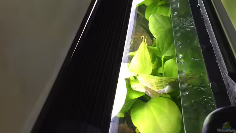 EasyLED von Yo Bo (3)