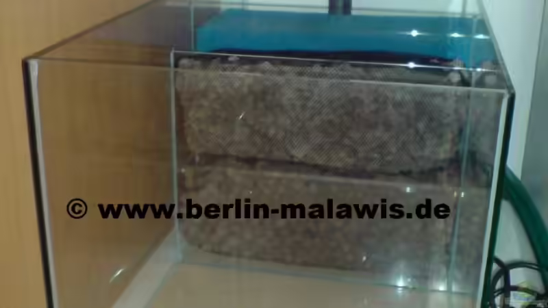 EB Filterbecken mit Filtermaterial von *www.berlin-malawis.de* (6)