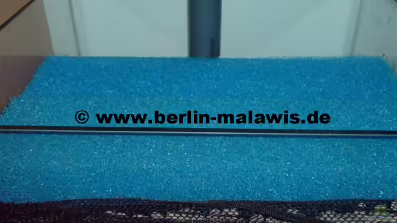 EB Kammer 2 mit  2 x Schwämme groß von *www.berlin-malawis.de* (8)
