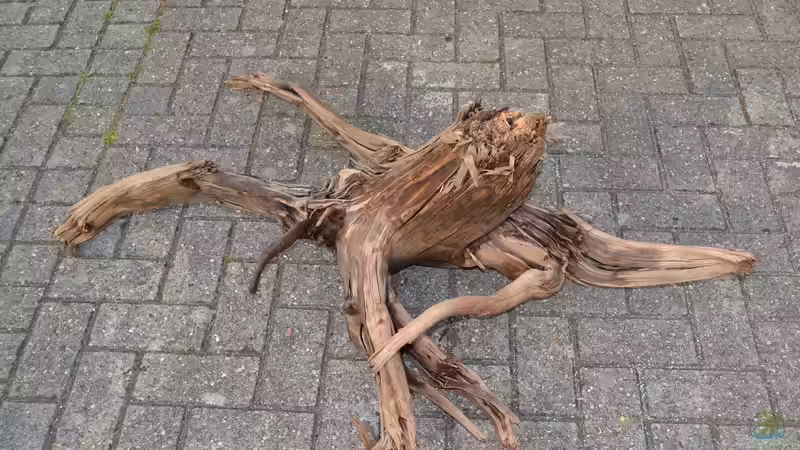 eBay-Wurzel 1: Diese war schon im alten Becken. von GGuardiaNN (36)