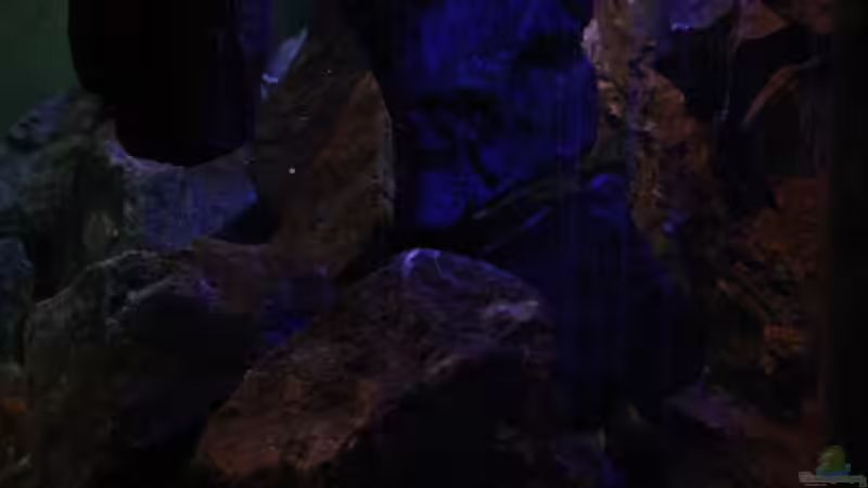 Ebenfalls auch hier ein Blick ins Malawi-Becken durch die Seitenscheibe von Florian Bandhauer (18)