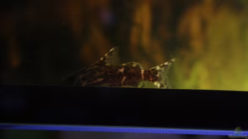 Ebenfalls die Kongo Welse ! von Florian Bandhauer (57)