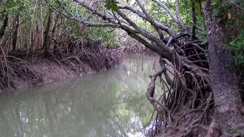 Ebenfalls die typische Uferregion des Rio Negro ( Seitenarm ) von Florian Bandhauer (15)