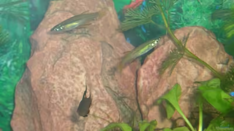 ebenfalls Filigrane,Weibchen (ohne die langen fäden an den Flossen) von Sabrina Schenk (5)