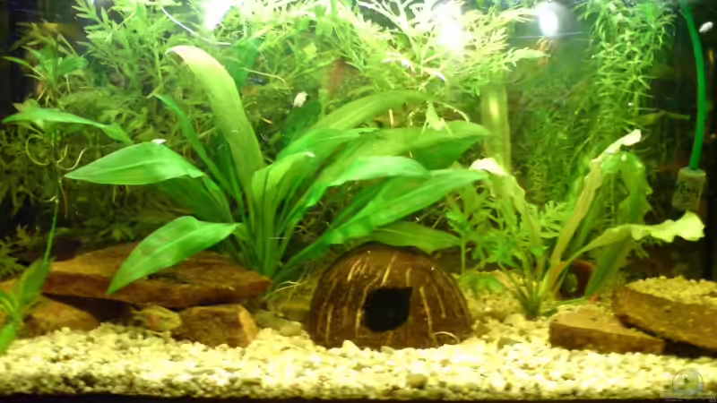 Ech.bleheri Mitte; Hintergrund Difformis, Bacopa, Rechts Major von Peter Krusche (2)