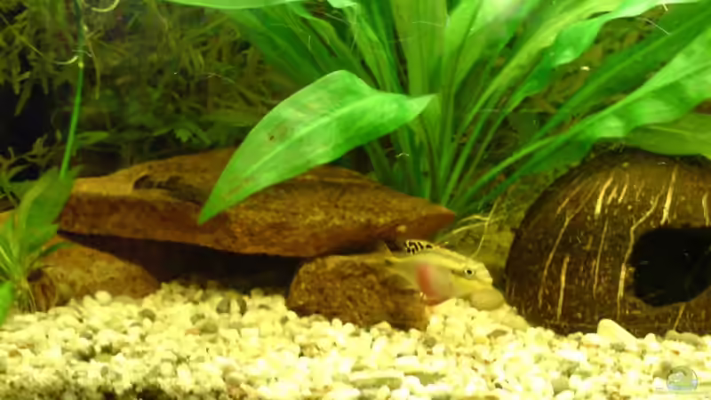 Ech.bleheri von Peter Krusche (3)