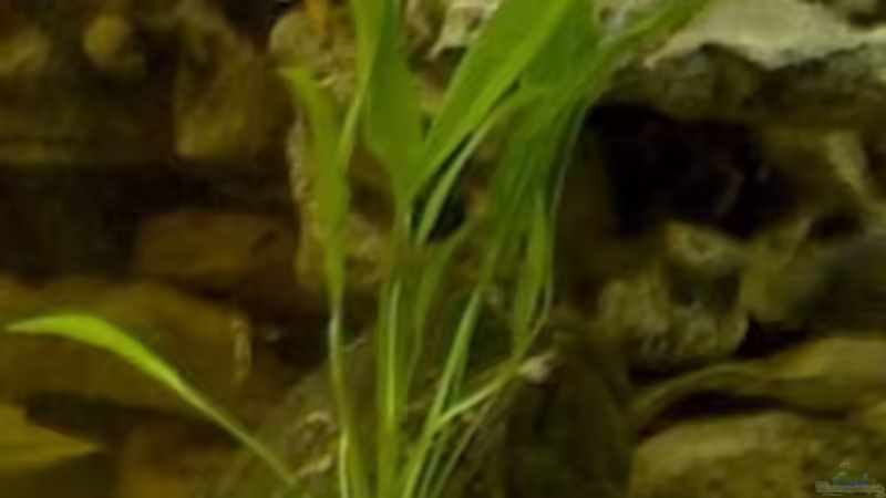 Ech nodorus amazonicus von Monika Thiele (15)