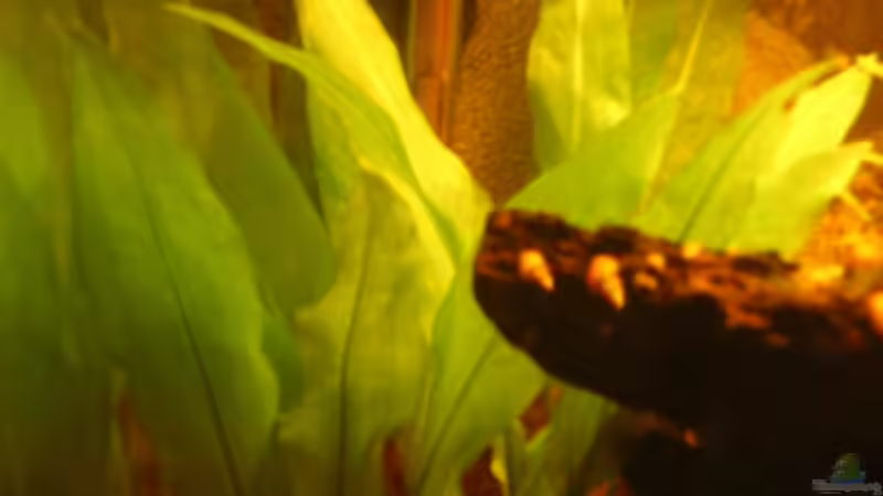 Echi ist wieder fit 07.06.2012 von Südamerikafreak BK (20)