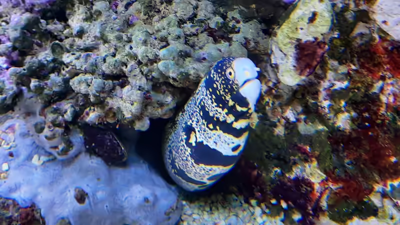 Echidna nebulosa - Sternfleckenmur?ne von carkl (20)