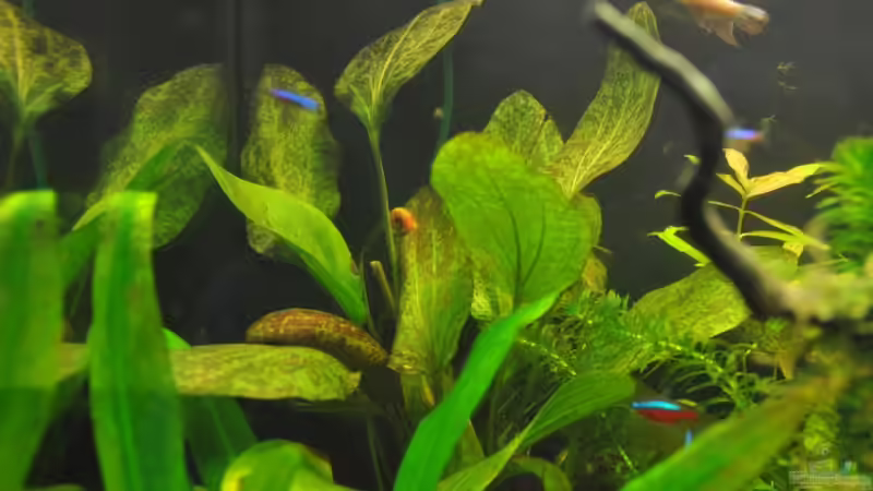 Echin. Red Flame von Garfield (7)