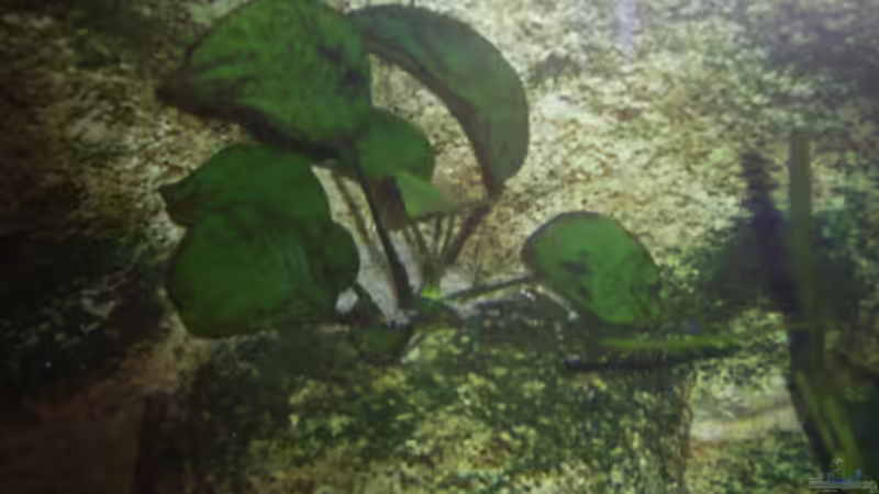 Echinadoris osiris von Rene Kandler (4)