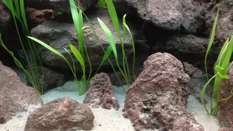 Echindodorus latifolius kurz nach dem einsetzen, schaut noch sehr gerupft aus. von Baryo (6)