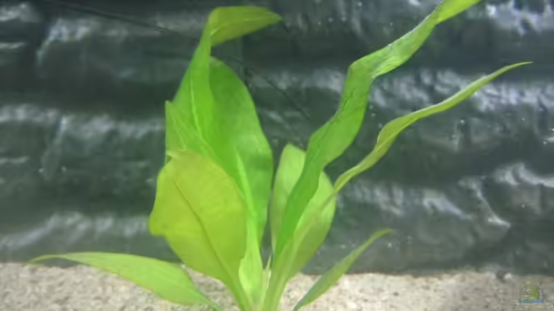 Echindondorus bleheri von Tiburón (15)