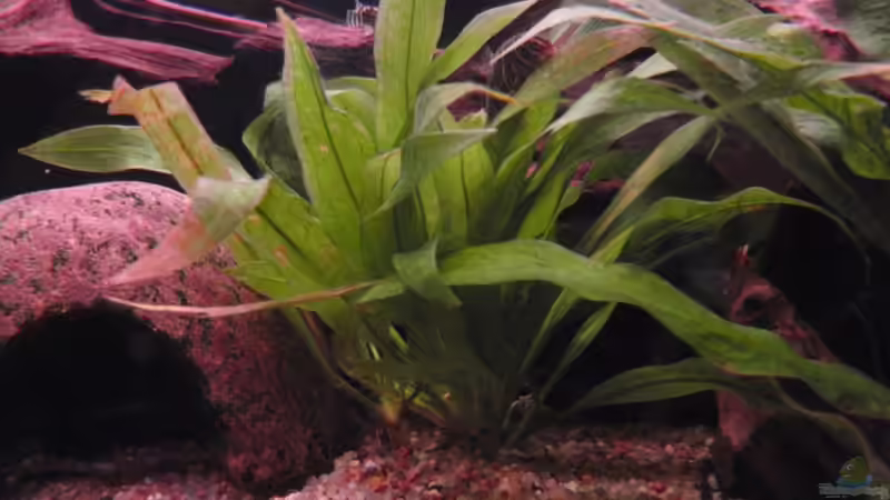 Echindoros Blehri (Große Amazonasschwertpflanze) von lennert (5)