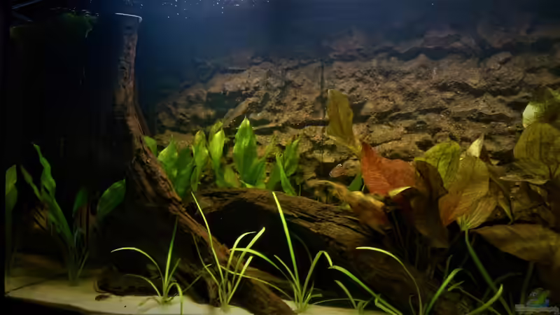Echindorus Bleheri, Sagittaria Subulata, Echinodorus Ozelot, Valisneria Nana und Myriophylum Mattogrosense von DennisTheMenis (12)