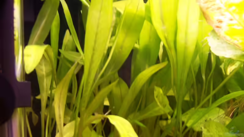 Echindorus Latifolius von jhgfsjgfhl (8)