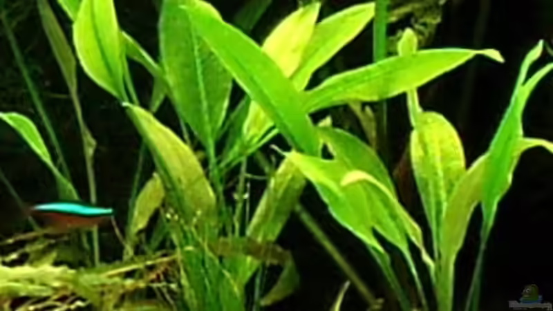 Echindorus von Melanie (6)