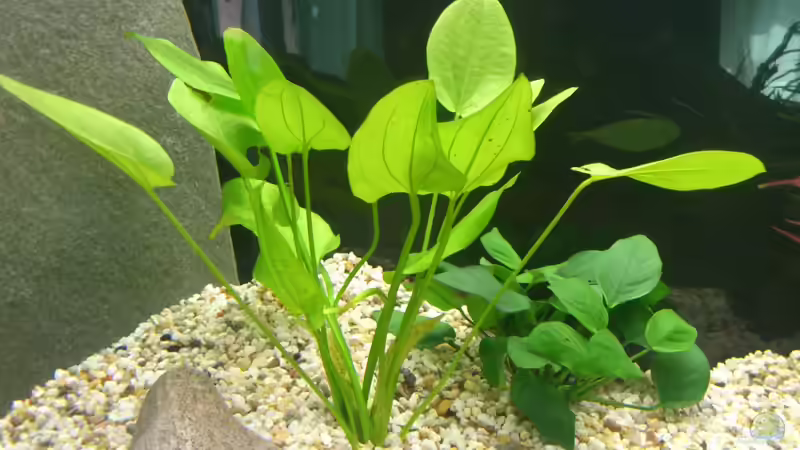 Echinidorus maculatus (schlueteri) und Anubias barteri var. nana von Christian Kleinhenz (10)