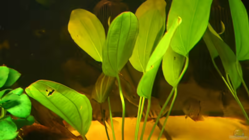 Echinidorus osiris von Knorpelfisch (17)