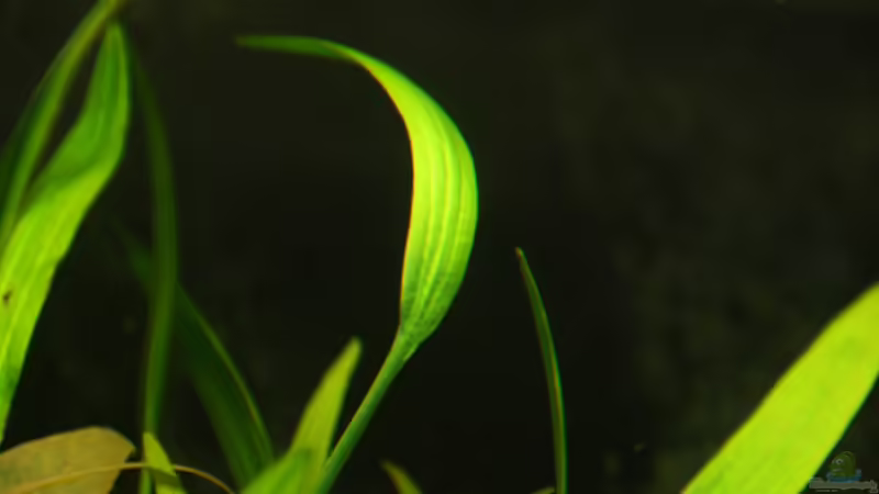 echinoderms von aquamike (9)