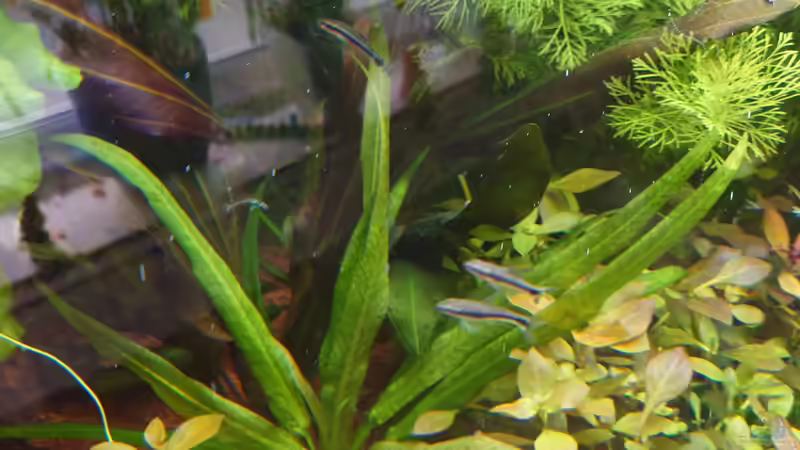 Echinodoren  von Stefan von Oettingen (19)