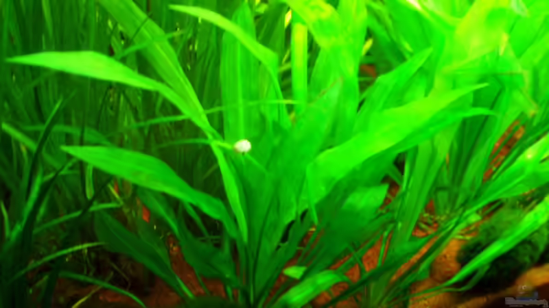 Echinodoren 22.01.10 von ~Marco~ (26)