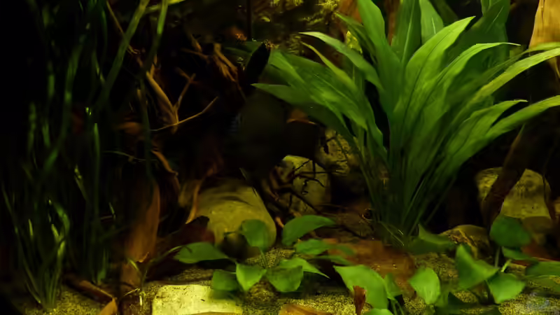 Echinodoren und Vallisnerien 10.12.12 von ~Marco~ (18)