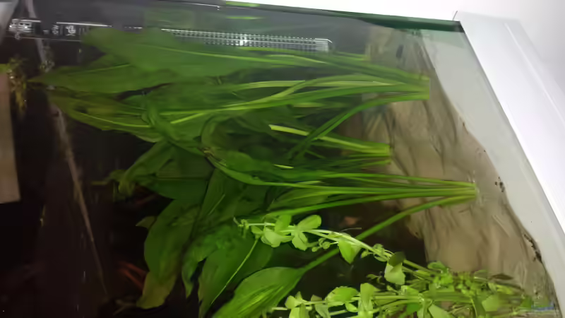 Echinodoren von AustroTom (11)