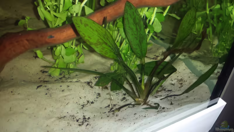 Echinodoren von AustroTom (12)