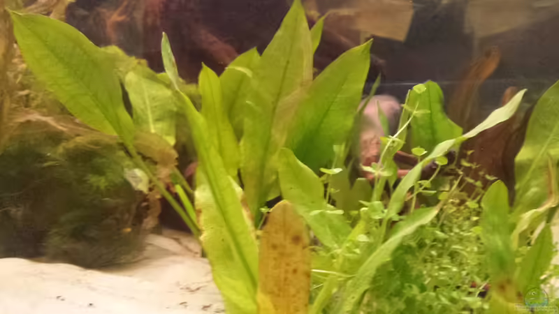 Echinodoren von AustroTom (13)