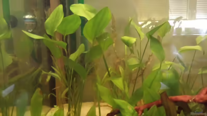 Echinodoren von AustroTom (16)