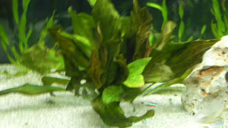 echinodors ozelot rot von Alex Schmid (8)