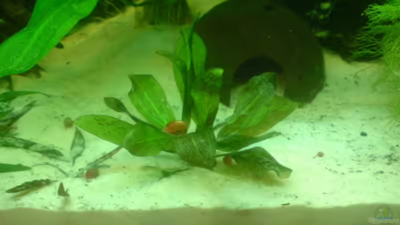 Echinodorus .... ? von Manuel Brandt (8)