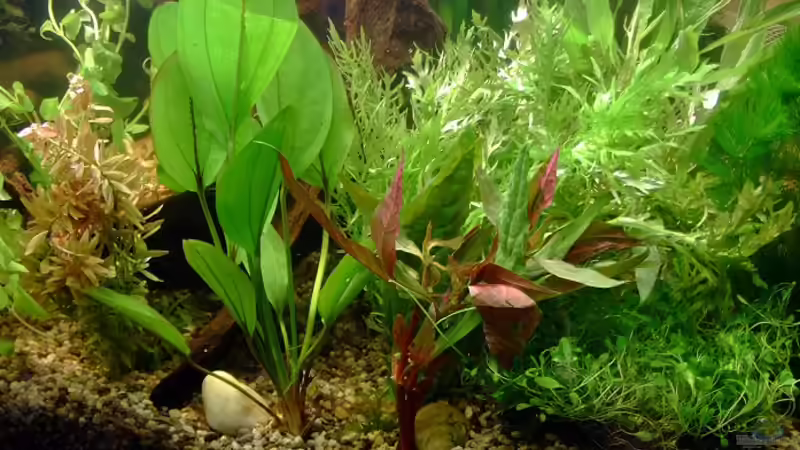Echinodorus ?, Hygrophilia difformis, Cabomba caroliniana und Glossostigma elatinoides von TetraMike (15)