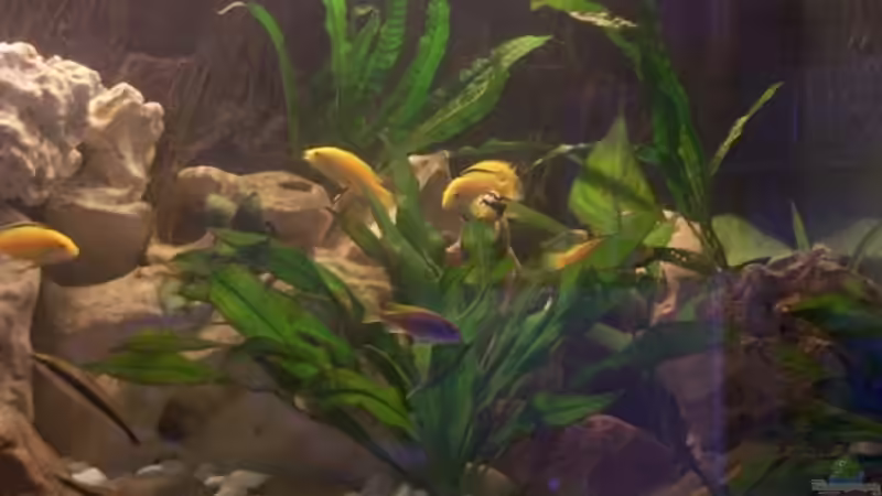 Echinodorus + Javafarn von Uwe Richter (3)