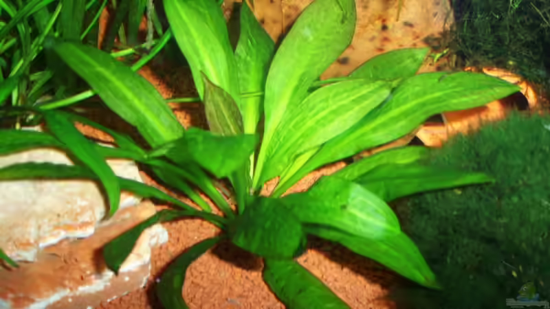 Echinodorus ?? 22.01.10 von ~Marco~ (10)