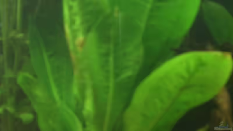 Echinodorus ? (3. Bild) von Mario H. (6)