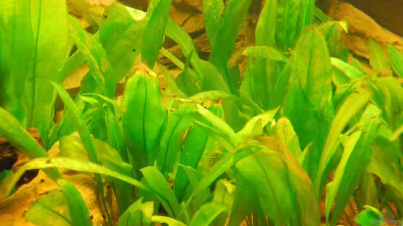 Echinodorus  bleheri von matthiasm (13)