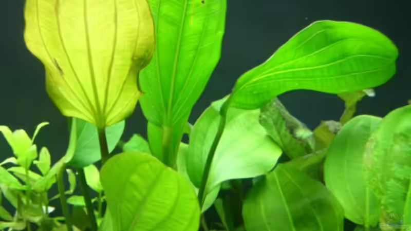 Echinodorus ? größer als Echinodorus cordifolius von Alexander Eckel (12)