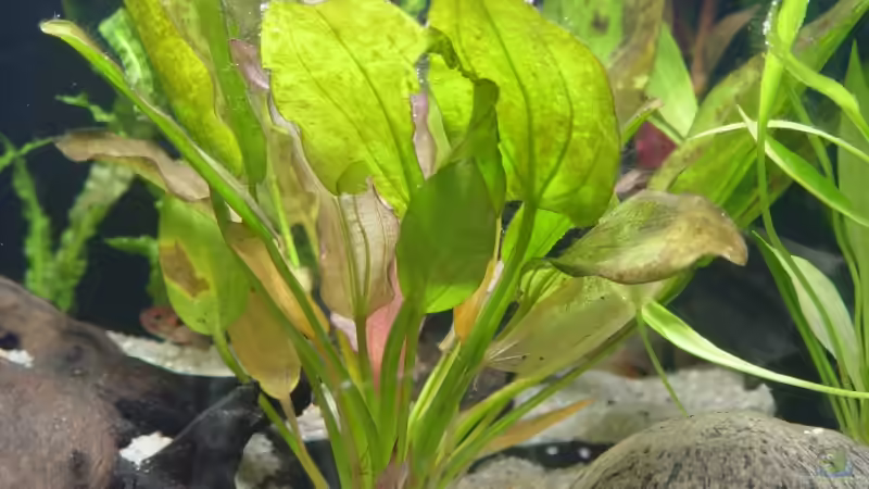 Aquarien mit Echinodorus Oriental (Oriental Schwertpflanze)