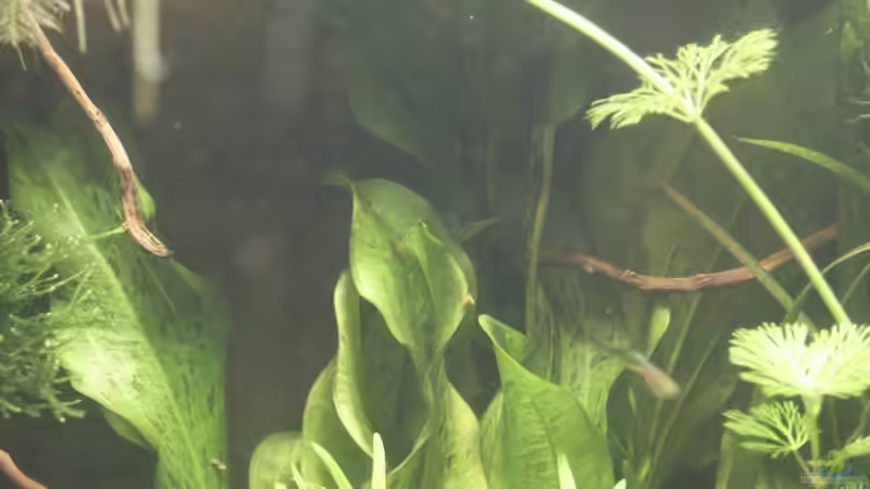 Echinodorus  ´Ozelot Grün´ von Dschinn (33)