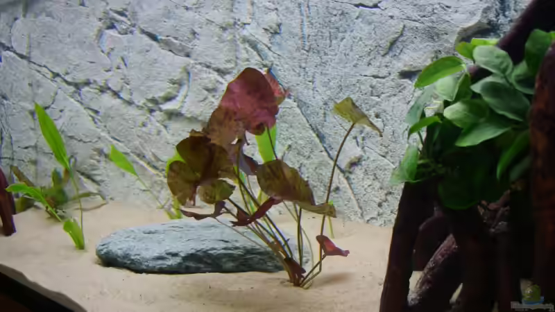 Echinodorus, Rote Tigerlotus, Anubias nana von Matthias Grobitzsch (5)
