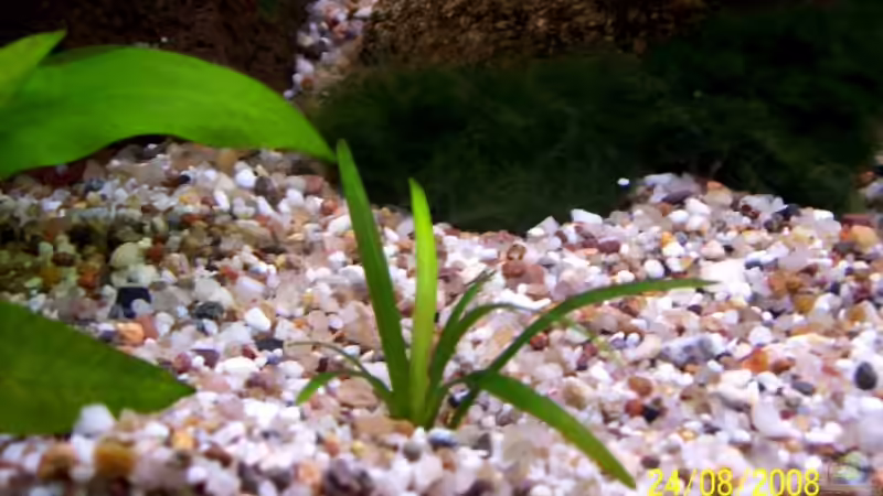 Echinodorus  tenellus von Thomas Schmidt (5)