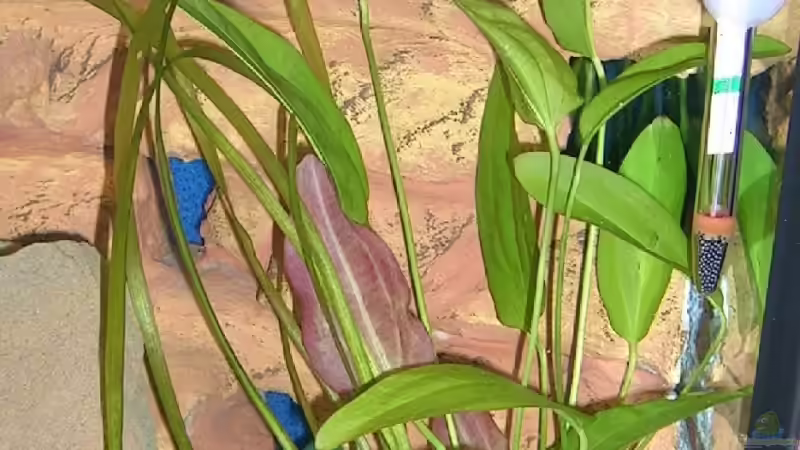 Echinodorus+ Vallisneria von Mikolas Rost (5)